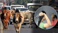 गुरं मोकाट फिरताना दिसल्यास मालकाला स्लीपरचे 5 फटके अन्...; सरपंचाचा नवा नियम