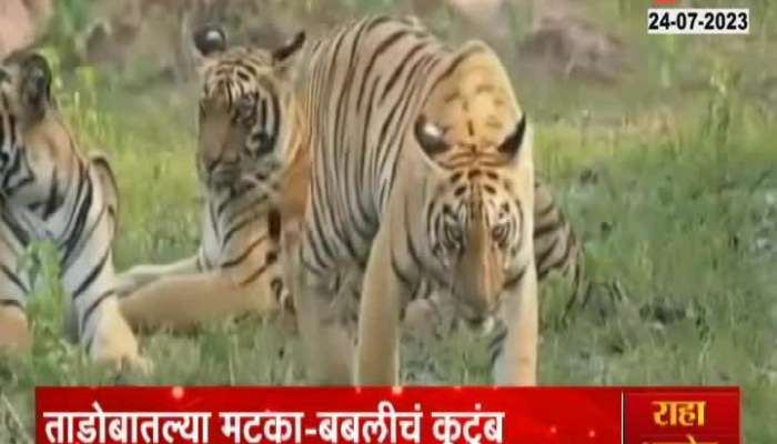 Viral video  big tiger family enjoying in Tadoba National Park