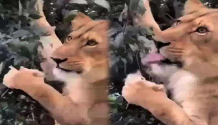 श्रावण पाळणारा सिंह? झाडाची पानं खाणाऱ्या सिंहाचा Video चर्चेत; खरं कारणही आलं समोर