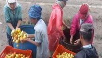 टोमॅटो शेतीमुळे पुण्यातील शेतकरी झाला करोडपती