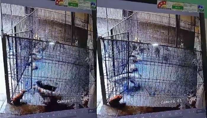 Shocking Video:  हुशार कुत्रे! अक्कल वापरुन कडी उघडली आणि... कुत्र्यांची करामत कॅमेऱ्यात कैद 