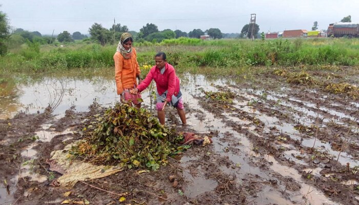 भिंत खचली, चूल विझली! विदर्भात पावसाचा हाहाकार, अनेक संसार उघड्यावर