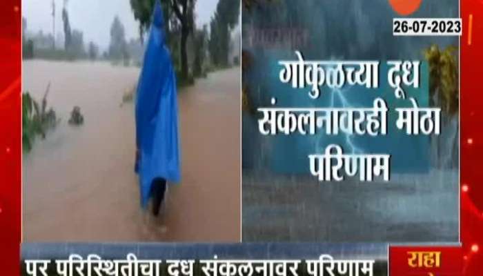 Milk Producing Decrease In Kolhapur due to rain