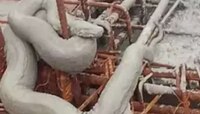 मुंबईतील इमारतीच्या 13व्या मजल्यावर चढला महाकाय अजगर; पण गच्चीवरील दृश्य पाहून सारेच