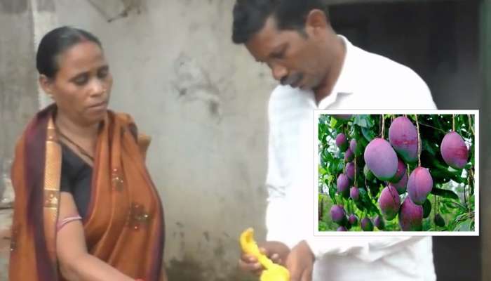 ओडिशामध्ये शेतकऱ्याने पिकवला जगातील सर्वात महागडा आंबा, एका किलोचा भाव तब्बल 3 लाख रुपये