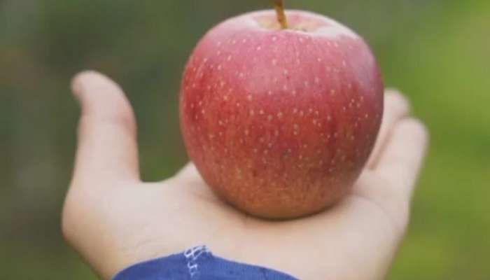 सफरचंद खाण्याचे जबदस्त फायदे; अनेक गंभीर आजारांपासून होईल बचाव 