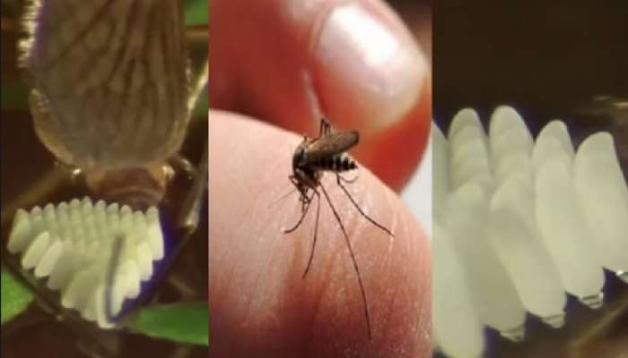 Video: मच्छर अंडी घालताना कधी पाहिलंय का? कॅमेऱ्यात कैद झाला दुर्मिळ क्षण