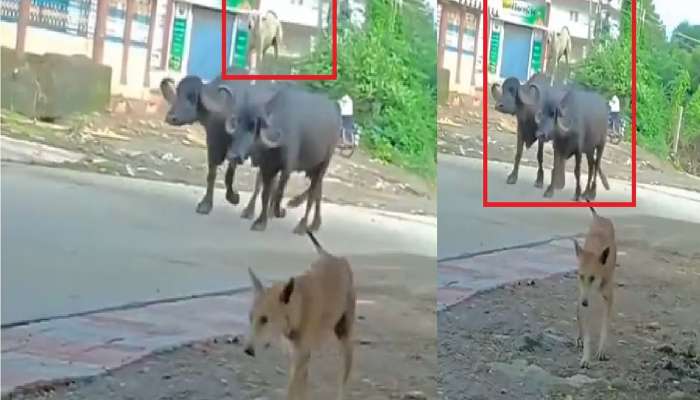 Viral Video: आपल्या एरियातला 'अजय देवगण' दोन म्हशींवर स्वार झाला श्वान 