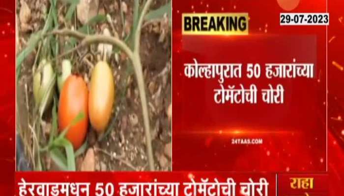 Tomato Theft In Kolhapur Maharashtra news