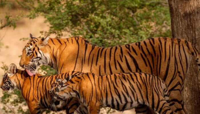 International Tiger Day 2023, international tiger day 2023 theme, international tiger day history, international tiger day quotes, tiger day, tiger, Where are the best places to see tigers in India?, Indian National Parks For Guaranteed Tiger Sightings, jim corbett, वाघ, आंतरराष्ट्रीय व्याघ्र दिवस, वाघ, पट्टेदार वाघ 