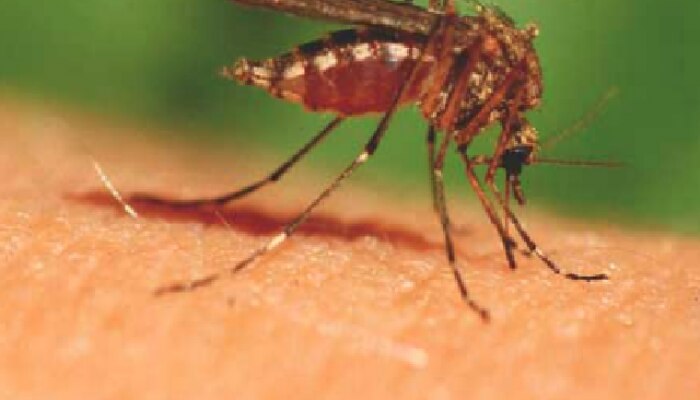 Mosquito Bites : मच्छर चावताच शरीराचा तो भाग का सुजतो? जाणून घ्या!