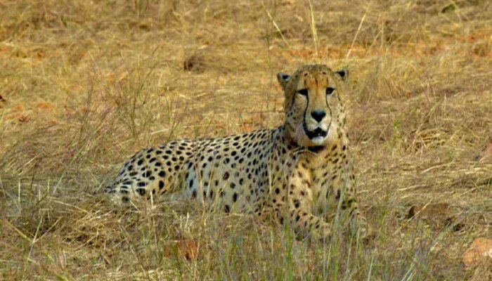 Cheetah Project ला आणखी एक मोठा धक्का, कूनो नॅशनल पार्कात नवव्या चित्त्याचा मृत्यू