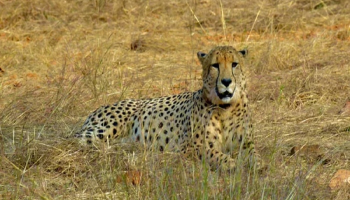 Cheetah Project ला आणखी एक मोठा धक्का, कूनो नॅशनल पार्कात नवव्या चित्त्याचा मृत्यू