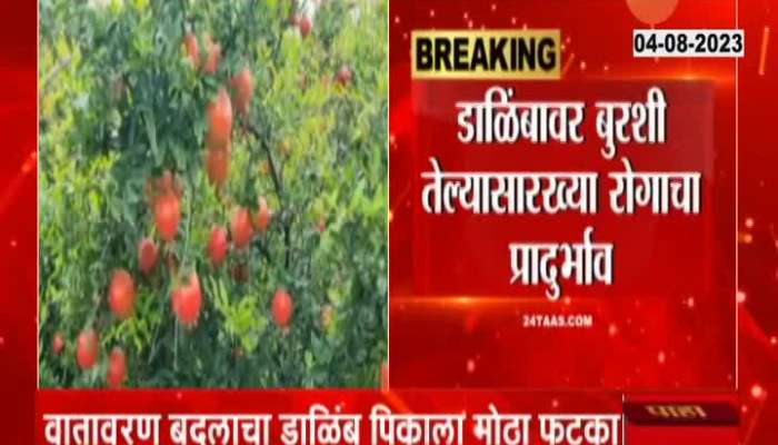 Pune Climate change hitting pomegranate the crop hard 