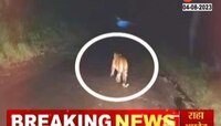 बिबट्या आला रे आला... बिबट्यांपेक्षा अफवांची दहशत; पाहा Special Report