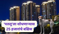 भटक्या कुत्र्याचा उच्चभ्रू सोसायटीला लळा; आमचा 'पतलू' शोधा, 25 हजार मिळवा!