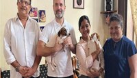 राहुल गांधी यांनी गोव्यावरुन आणला 'या' खास जातीचा श्वान