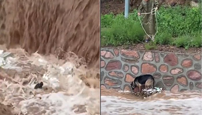 Viral Video : हृदयस्पर्शी व्हिडीओ; बुडत्या श्वानाला वाचवण्यासाठी &#039;तो&#039; व्यक्ती देवदूत ठरला
