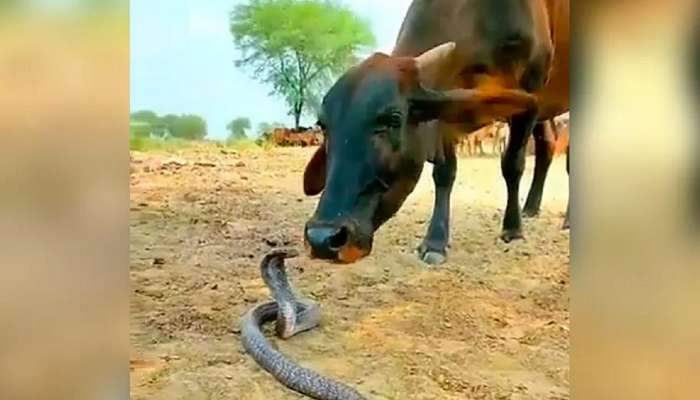 साप दिसताच गाईने जीभ बाहेर काढून चाटलं अन् त्यानंतर...; तुमचा विश्वासच बसणार नाही; VIDEO व्हायरल