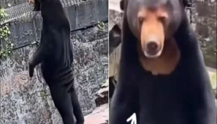 चीनी झूमध्ये अस्वलाच्या वेशात माणूस उभा? व्हिडिओ व्हायरल झाल्यानंतर दिले स्पष्टीकरण 