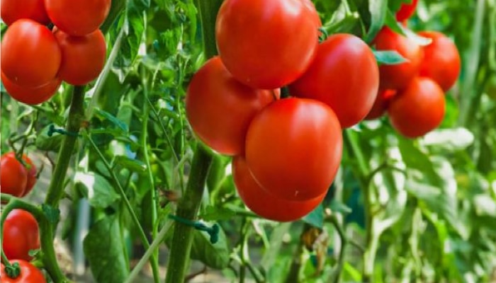 जागते रहो! टोमॅटो चोरीची भीती, शेतकऱ्याने लढवली अनोखी शक्कल