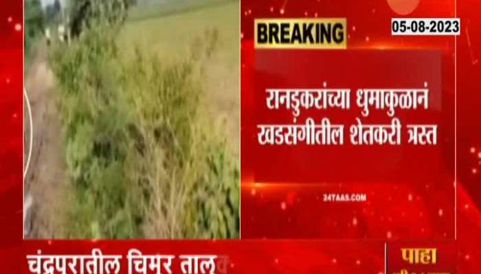 Chandrapur Wild Boar Attack Two Farmers Injured