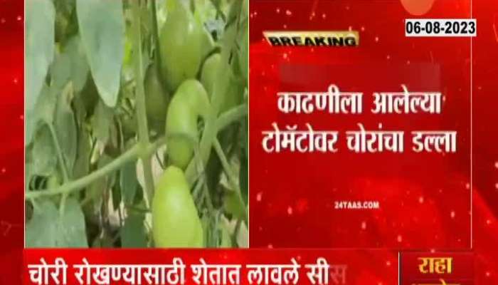 Sambhajingar farmer installed CCTV in the field to prevent theft of tomatoes
