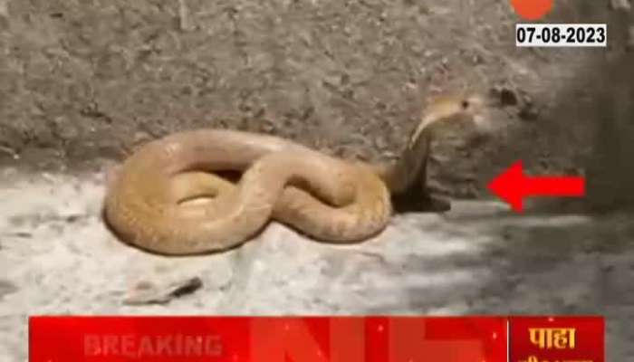 Snake At uddhav thackerays residence matoshree 