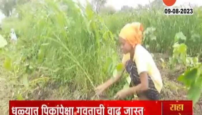 Dhule No Rain farmers faced problem