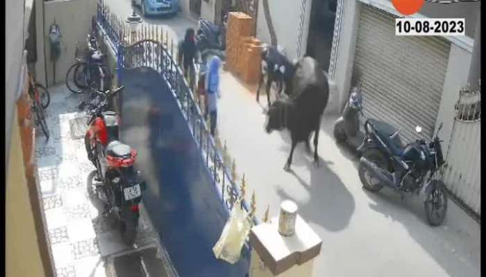 A school girl was attacked by a loose cow video viral 