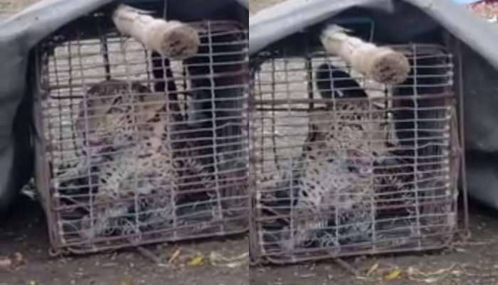 Video : शिकार करायला गेला अन् स्वतःच फसला; कोंबडीच्या खुराड्यात अडकला बिबट्या