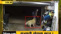 Dog Story | मैत्रीला भुलला, इमान विसरला, पाळिव कुत्र्याची चक्क चोरालाच मदत