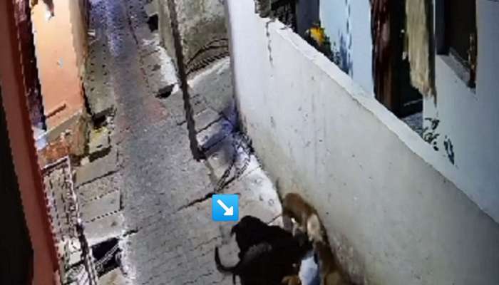 7 वर्षाच्या चिमुरड्यावर भटक्या कुत्र्यांचा कळप तुटून पडला अन् नंतर...; अंगावर शहारे आणणारा VIDEO