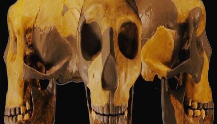 &#039;या&#039; देशात सापडली 300,000 वर्ष जुनी मानवी कवटी; मानवाच्या उत्क्रांची रहस्य उलगडणार