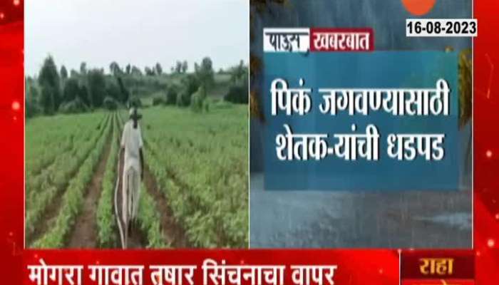 Amravati farmers struggle to save crop due to no rain 