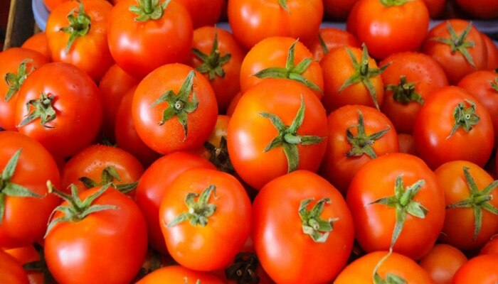 Tomato Prices : टोमॅटोचे दर मोठ्या फरकानं उतरले; बिनधास्त खा... 
