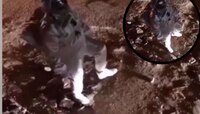 चंद्रावर पाऊल ठेवणारा पहिला भारतीय?, Video पाहून तुम्हालाही हसू आवरणार नाही