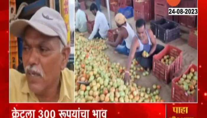 Nashik Pimpalgaon Market Committee Producers are upset fall in tomato prices 