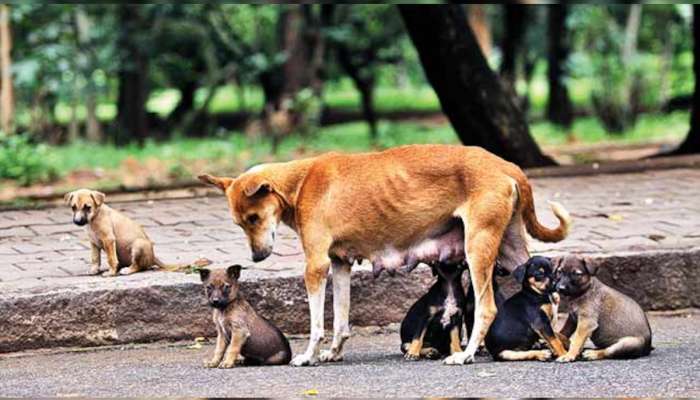 मुंबईकरांनाो काळजी घ्या! भटक्या कुत्र्यांची संख्या तब्बल &#039;इतक्या&#039; टक्क्यांनी वाढली