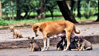 मुंबईकरांनाो काळजी घ्या! भटक्या कुत्र्यांची संख्या तब्बल 'इतक्या' टक्क्यांनी वाढली