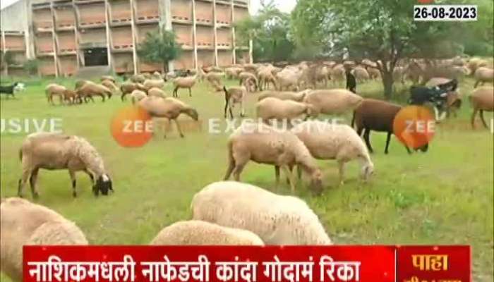 Nafed warehouses empty in Nashik district, what is going on in Nafed warehouses? See how the fence is eating the field