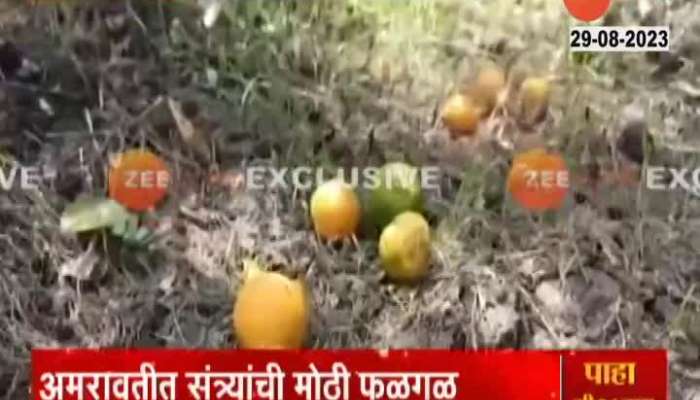 Amravti Farmers are in problem Fruit Farm Getting Damage 