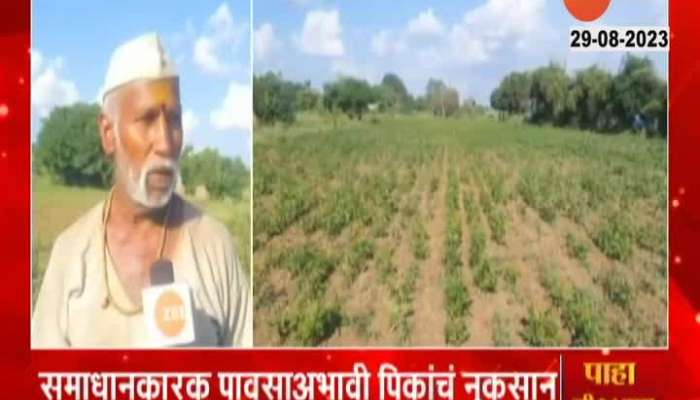  Solapur Report Farmers On Kharif Getting Damage From No Rainfall 
