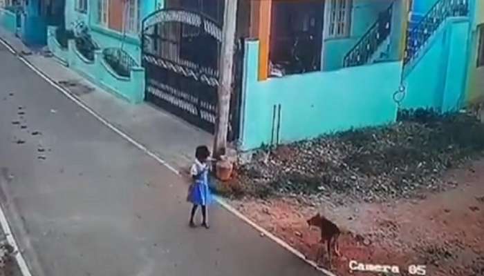 शाळकरी मुलीवर भटक्या कुत्र्यांचा हल्ला, रस्त्यावरुन फरफटत नेलं;  VIDEO व्हायरल