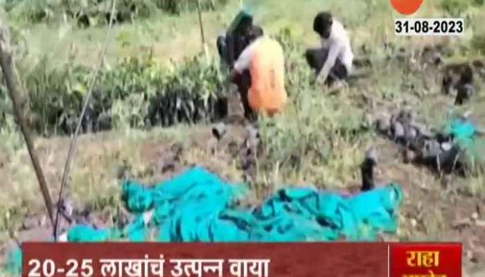 Solapur Nursery Owner in problem As Small Plants getting Damage to No Rainfall 