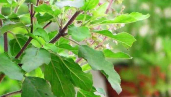 Tulsi plant gives indications of money gain