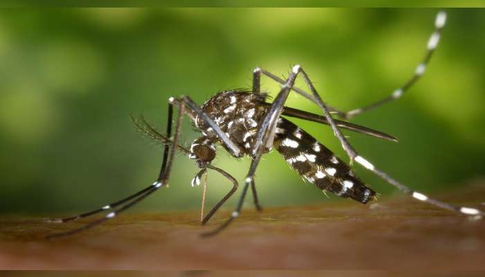 एशियन टायगर मच्छर काय आहे? डेंग्यू, चिकनगुनीयाला ठरतेय कारणीभूत