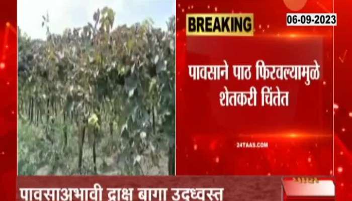 Nifad Farmer On Grapes Farm Getting Damage For No Rainfall