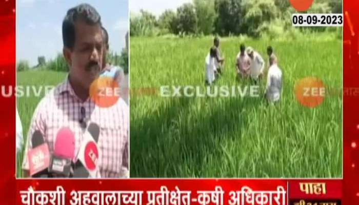 Pune Maval Farmers Cheated With Fake Indrayani Rice Seeds 