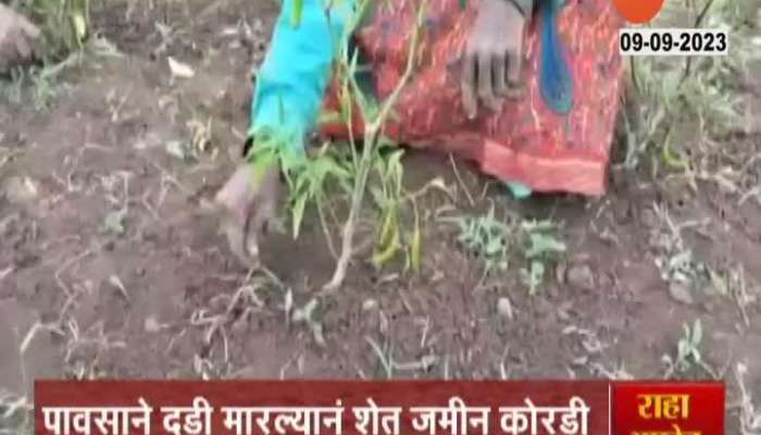Due to lack of rain big loss of chilli and tomato crops in South Solapur taluka